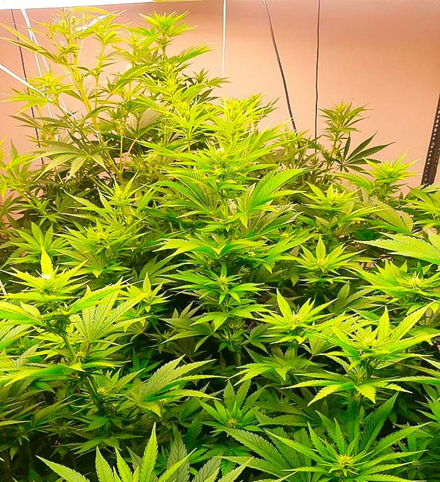 Кусты Persian Pie от GHS на стадии цветения