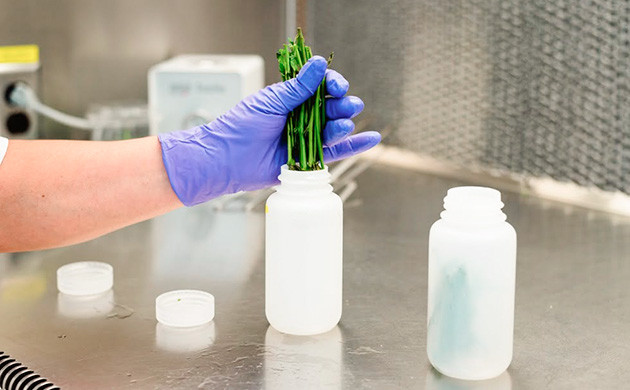 Сбор и стерилизация образцов