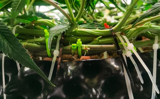 Ограничение размеров куста конопли