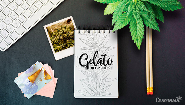 Гроурепорт сорта Gelato