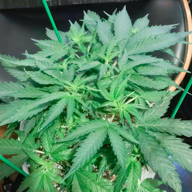 Куст Gorilla 4 Autoflower от Easy Grow Seeds на 5 неделе