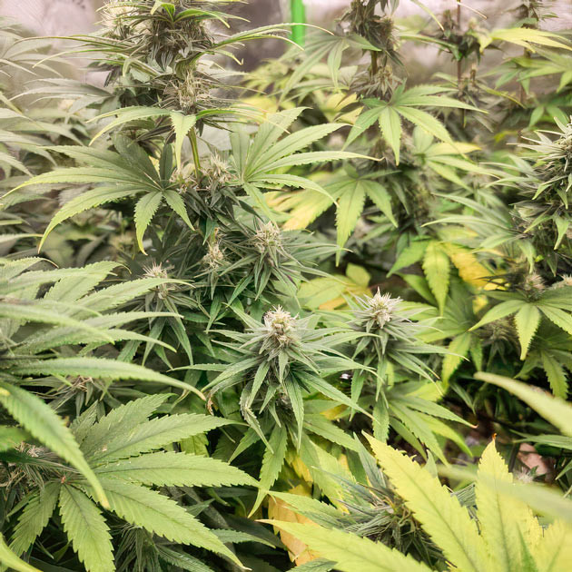 Apple Betty ростом 60 см