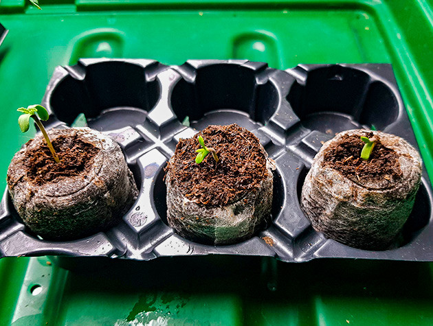 Проращивание семян xxx