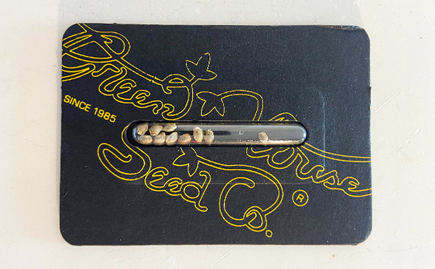 10 семян в упаковке от GHS