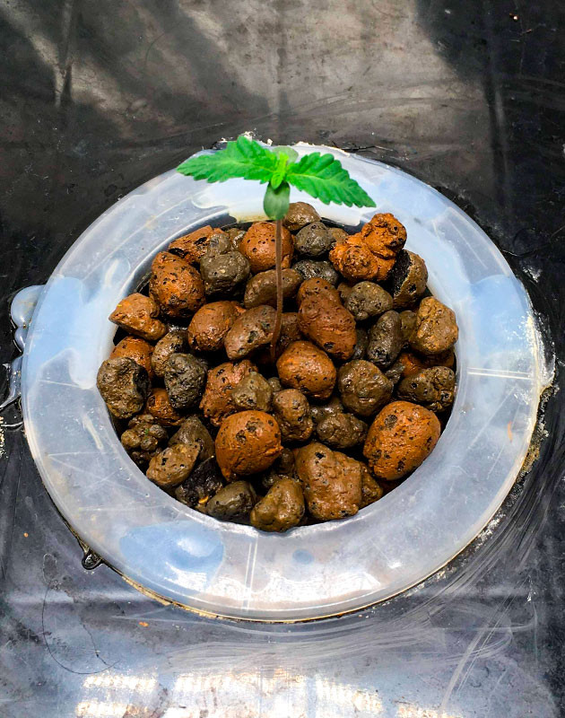 Фаза проращивания семечки и пересадка саженца