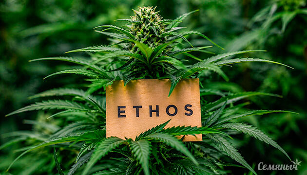Новинки от Ethos Genetics