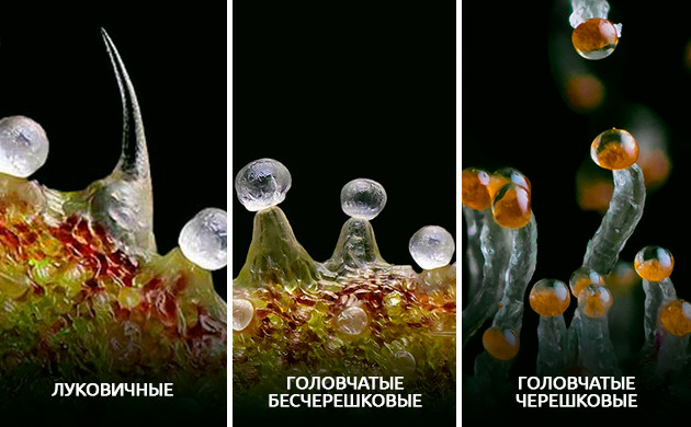 Типы трихом каннабиса