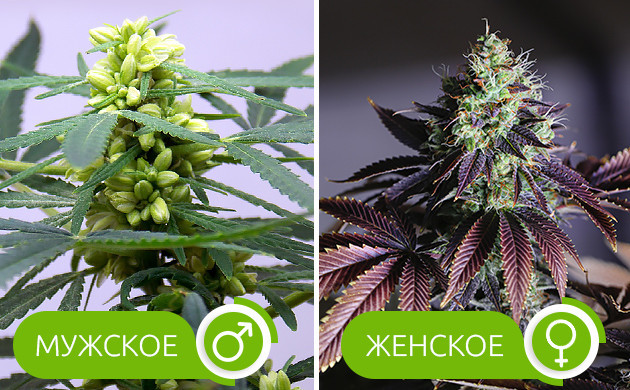 Основы скрещивания конопли: женские и мужские растения