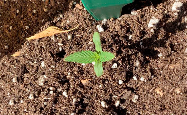 Росток в грунте