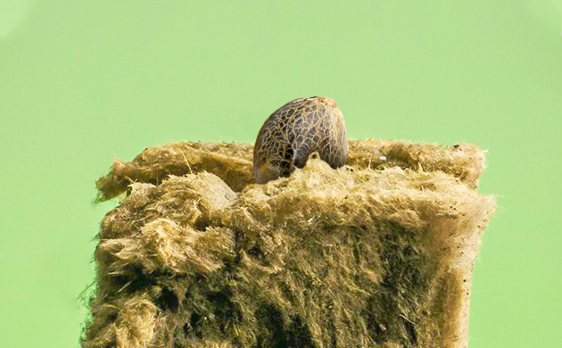 Семя в кубике минеральной ваты