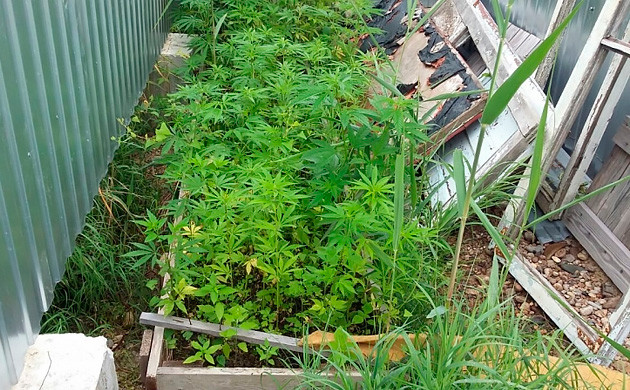 Выращивание конопли среди мусора