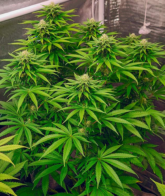 Начало цветения DDoS #33