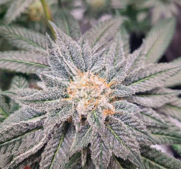 Куст Strawberry OG Cookies R1 от Ethos Genetics на 16 неделе