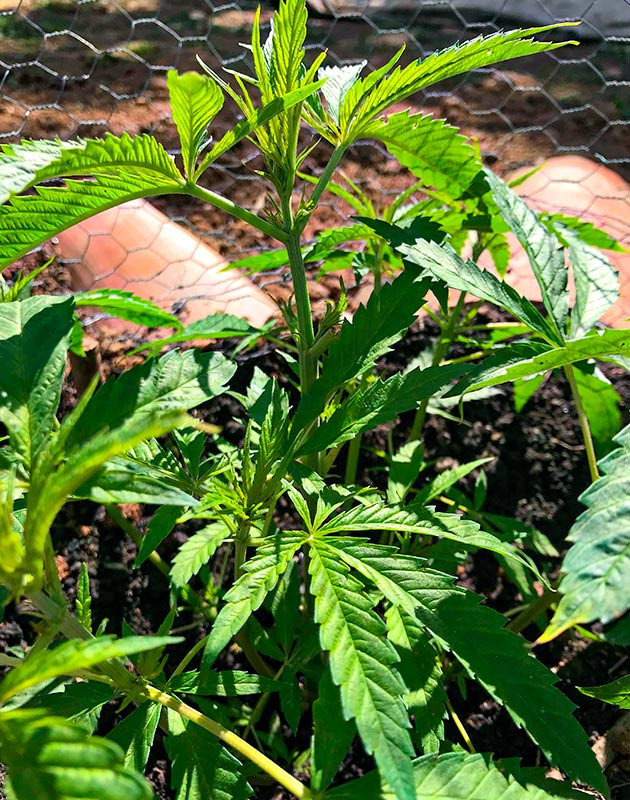 Температура воздуха при выращивании Runtz Muffin