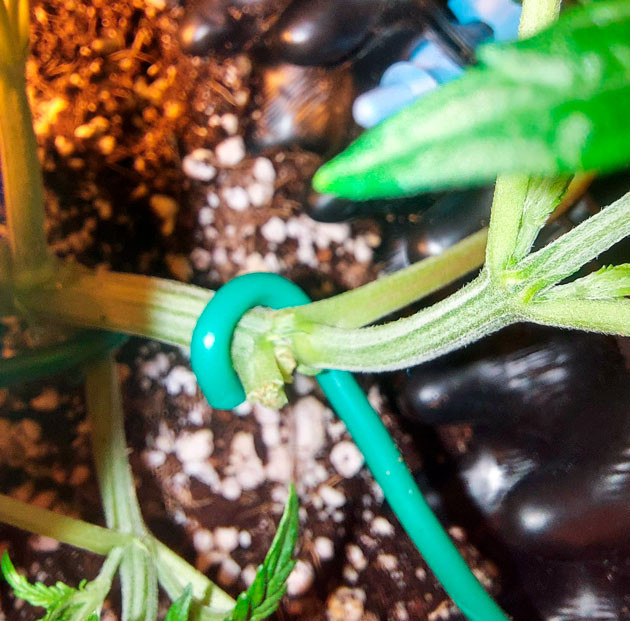 LST метод для выращивания конопли