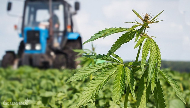 Техническая марихуана