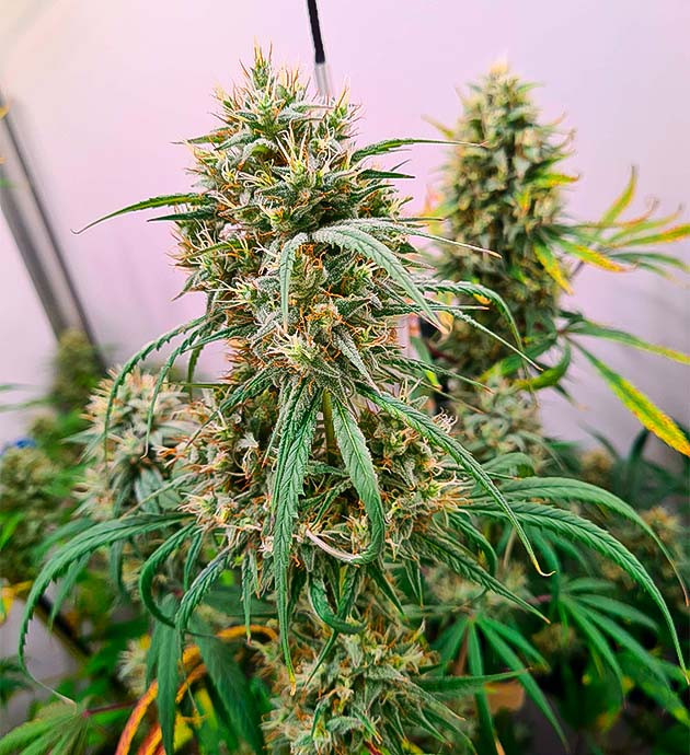 Соцветия Blueberry Hill от Herbies Seeds на 14 неделе