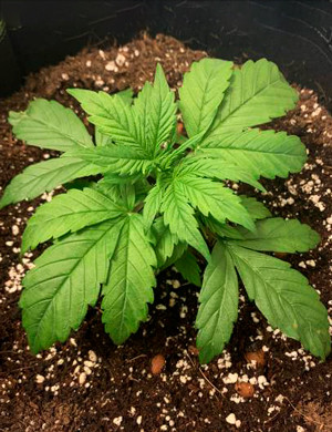 Появление веерных листьев