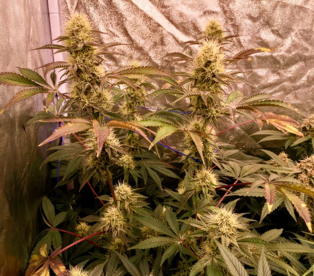 Метод LST конопли