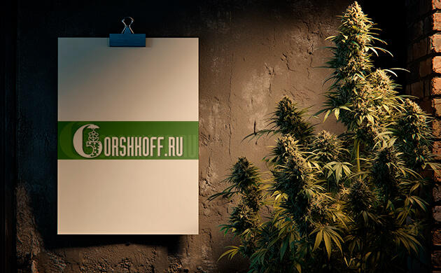Gorshkoff – магазин для выращивания конопли