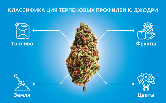 Классификация терпеновых профилей Кевина Джодри