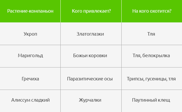 Растения-компаньоны