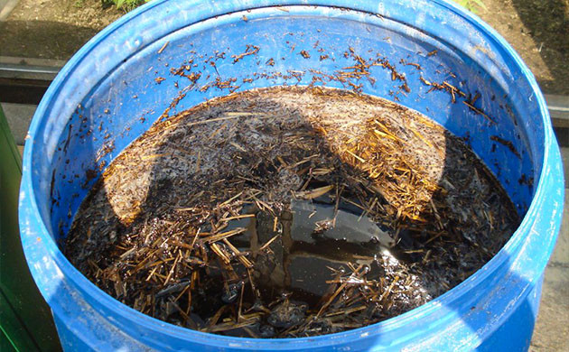 Применение компостного чая для кустов конопли