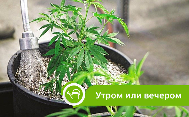 Полив конопли утром или вечером