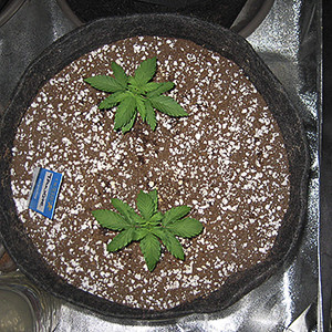 Два ростка высотой в 10 см