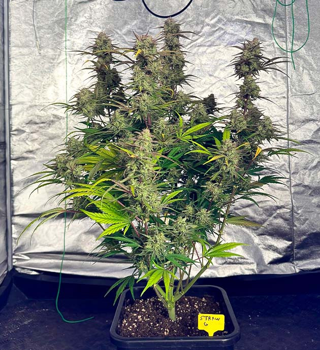 Куст Strawberry Gorilla Auto от FastBuds на последней неделе цветения