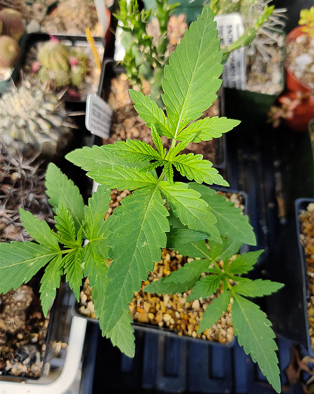 Кусты Wedding Gelato на вегетации