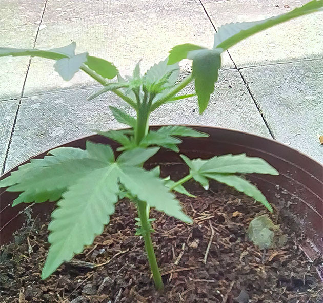 Eleven Roses: укоренение и пересадка