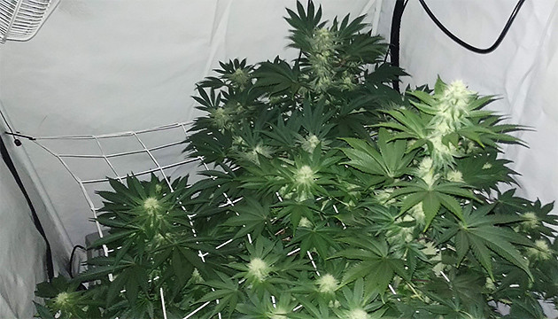 Развитие соцветий