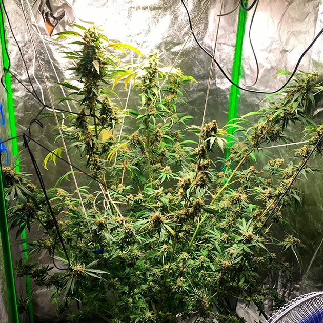 Подвязывание слабых ветвей, чтобы предотвратить повреждение