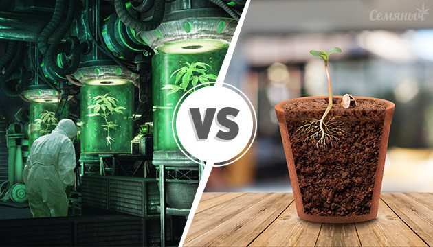 Клонирование против семян конопли