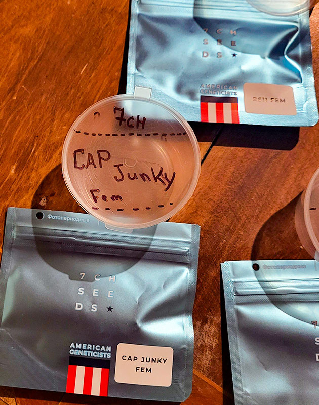 Проращивание сорта Cap Junky