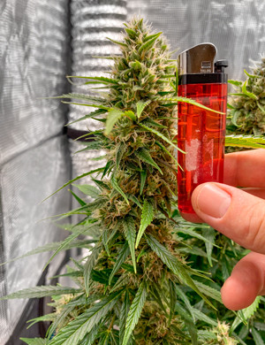 Сравнение шишки и зажигалки