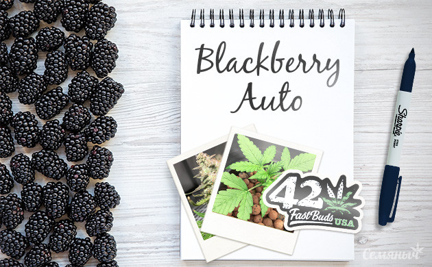 Гроурепорт сорта Blackberry Auto