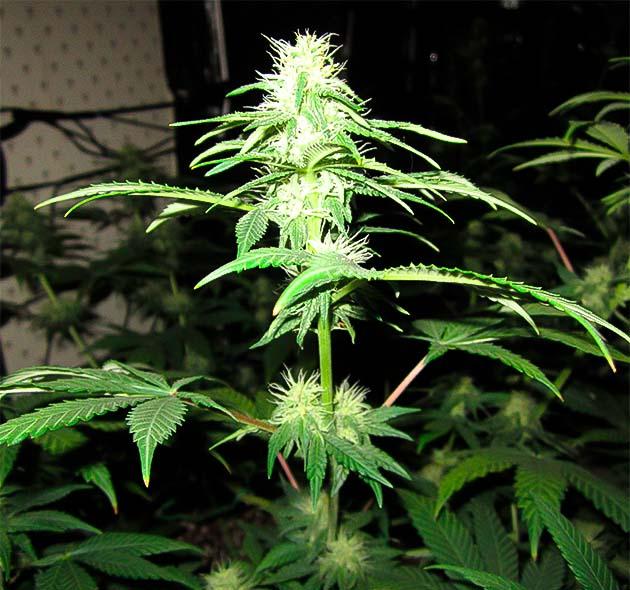 Куст 10th Planet R1 от Ethos Genetics на 10 неделе