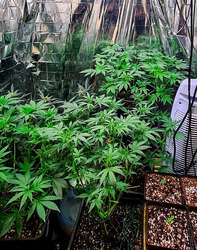 Первые признаки предцветения на Tropicana Cookies FF