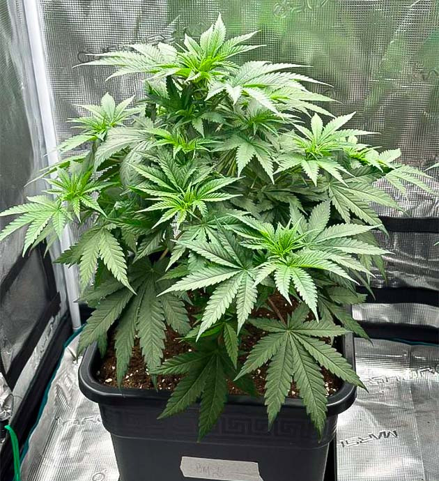 Куст Biscotti Mintz на 5 неделе выращивания