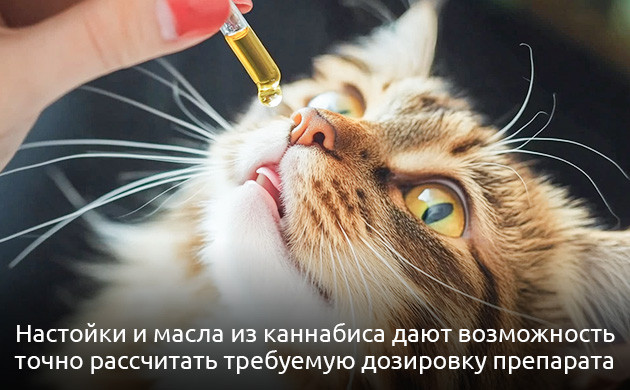 Масла и настойки для животных