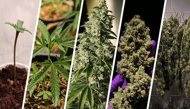 Стадии выращивания марихуаны
