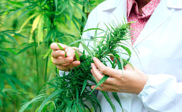 Ручная обработка каннабиса