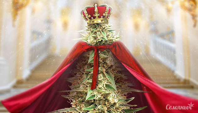 Королева сатив