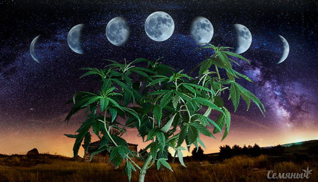 Влияние луны на развитие каннабиса