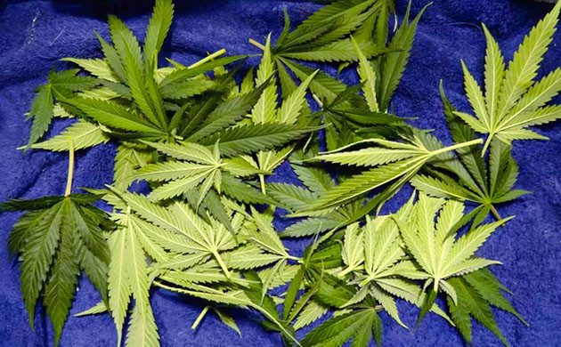 Листья после маникюра