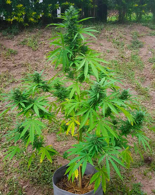 Куст конопли с пожелтевшими листьями