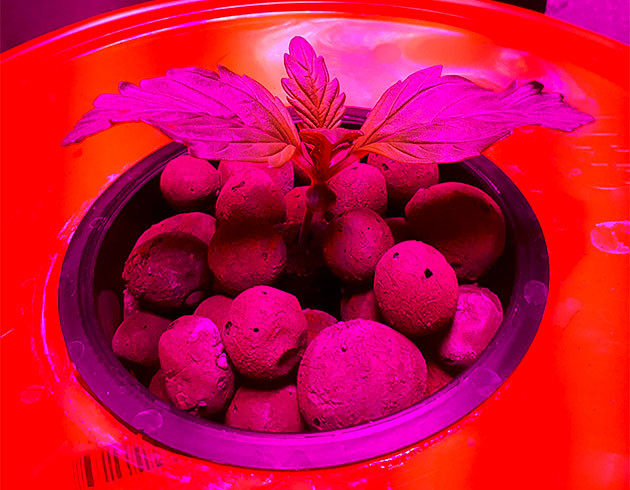 Саженец Northern Lights: первые трудности