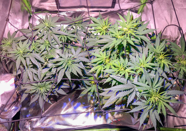 6 неделя выращивания каннабиса